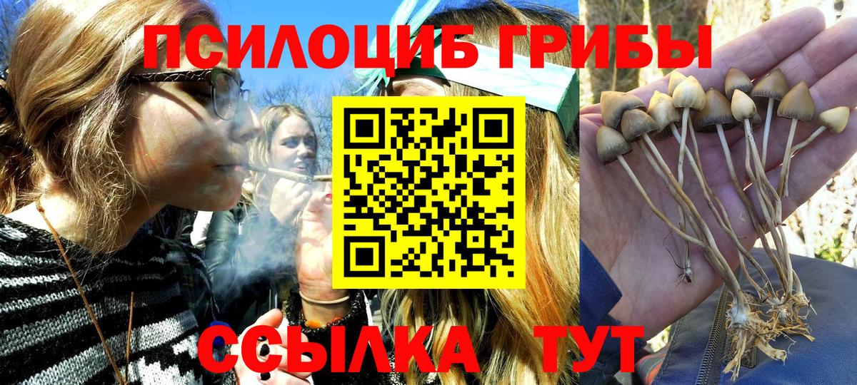 Псилоцибиновые грибы мицелий Тутаев